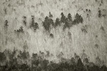 Baumgrenze by Bastian  Kienitz