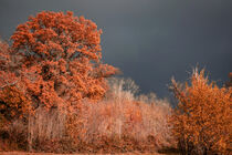 Stormy Autumn by CHRISTINE LAKE
