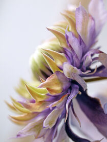 Clematis-Blüte, Makrofotografie von Dagmar Laimgruber