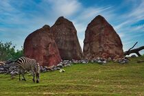 Felsen mit Zebra von Edgar Schermaul