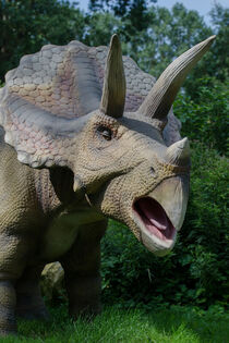 Dinosaurier (Triceratops) von René Lang
