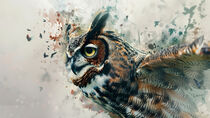 Owl Gaze von groove-to-nature