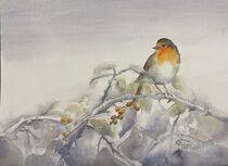 Rotkehlchen im Winter by Claudia Pinkau