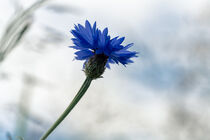 Blaue Kornblume vor bewölktem Himmel by Tanja Brücher
