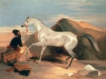 Arab Stallion  von Sir Edwin Landseer