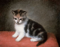 Miss Ann White's Kitten von George Stubbs