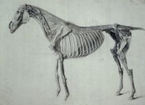 Finished Study for the Fifth Anatomical Table of a Horse  by George Stubbs