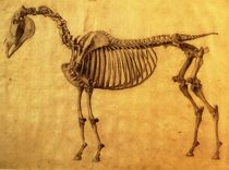 Finished Study for the First Skeletal Table of a Horse by George Stubbs