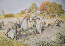 Digging Potatoes von Carl Larsson