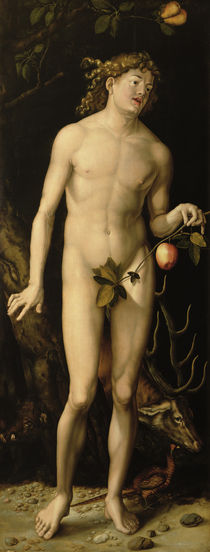 Adam  by Albrecht Dürer