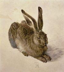 Hare by Albrecht Dürer