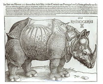 Rhinoceros by Albrecht Dürer