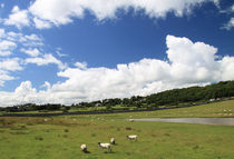 Walisische Schafe von Eva Stadler
