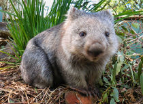 Wombat, Australia von Tom Dempsey