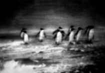 Pinguine by Friedrich K.  Rumpf