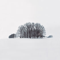 Winterwald I von David Pinzer