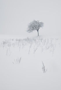 Schneelandschaft II by David Pinzer