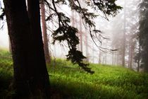 misty forest von Zuzanna Nasidlak