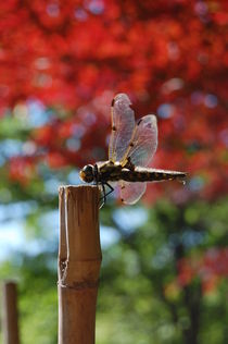 'dragonfly' by Zuzanna Nasidlak