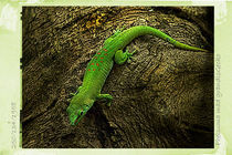 Gecko by Guido-Roberto Battistella