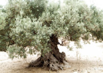 Olivenbaum von Guido-Roberto Battistella