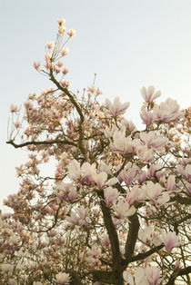 Kirschblütenbaum von Max Nemo Mertens