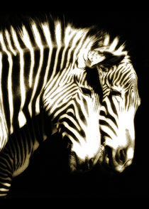Zebra von Guido-Roberto Battistella