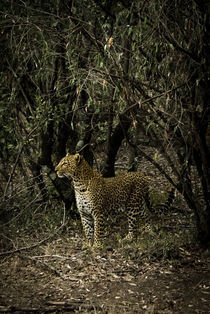 Female African Leopard by Russell Bevan Photography