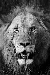 Male Lion Close up Portrait von Russell Bevan Photography