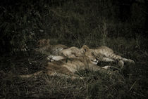 Sleeping Lion Cubs von Russell Bevan Photography