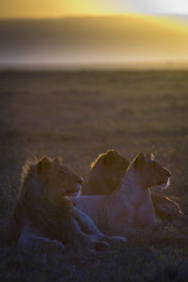 Young Lions at Sunrise von Russell Bevan Photography