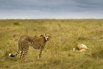 Cheetah With Impala Kill von Russell Bevan Photography