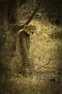 Lone Cheetah by Russell Bevan Photography