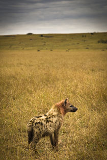 Lone Spotted Hyena by Russell Bevan Photography