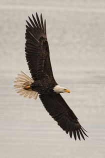 'Bald Eagle flying' by Ed Book