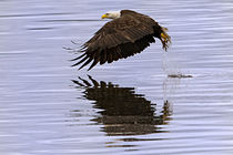 'Bald Eagle Strikes the Water' by Ed Book