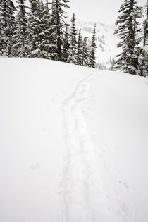 Snowshoe Tracks at Paradise on Mt Rainier by Ed Book