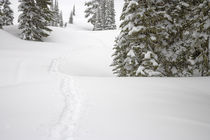Snowshoe Tracks at Paradise on Mt Rainier 2 by Ed Book