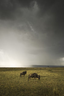 Wildebeest Beneath a Stormy Sky von Russell Bevan Photography