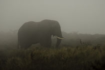 African Elephant in Morning Mist by Russell Bevan Photography