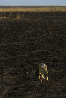 Lone Black Backed Jackal by Russell Bevan Photography