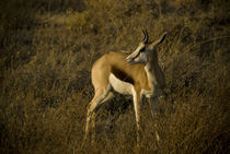Young Springbok in Etosha by Russell Bevan Photography