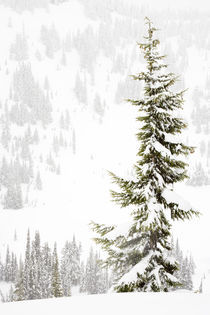 Tall Subalpine Fir in winter at Paradise Meadows on Mt Rainier by Ed Book