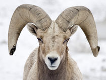 Bighorn Sheep Ram by Ed Book