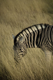 Common Zebra in Etosha by Russell Bevan Photography