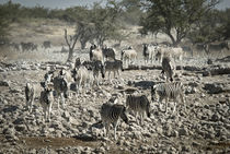 Dazzle of Zebra in Etosha von Russell Bevan Photography