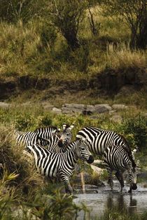 Common Zebra Drinking von Russell Bevan Photography