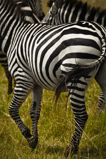 Zebra Stripes & Tail von Russell Bevan Photography