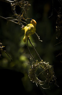 Taveta Golden Weaver Bird by Russell Bevan Photography