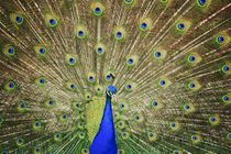 Peacock von Ed Book